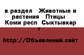  в раздел : Животные и растения » Птицы . Коми респ.,Сыктывкар г.